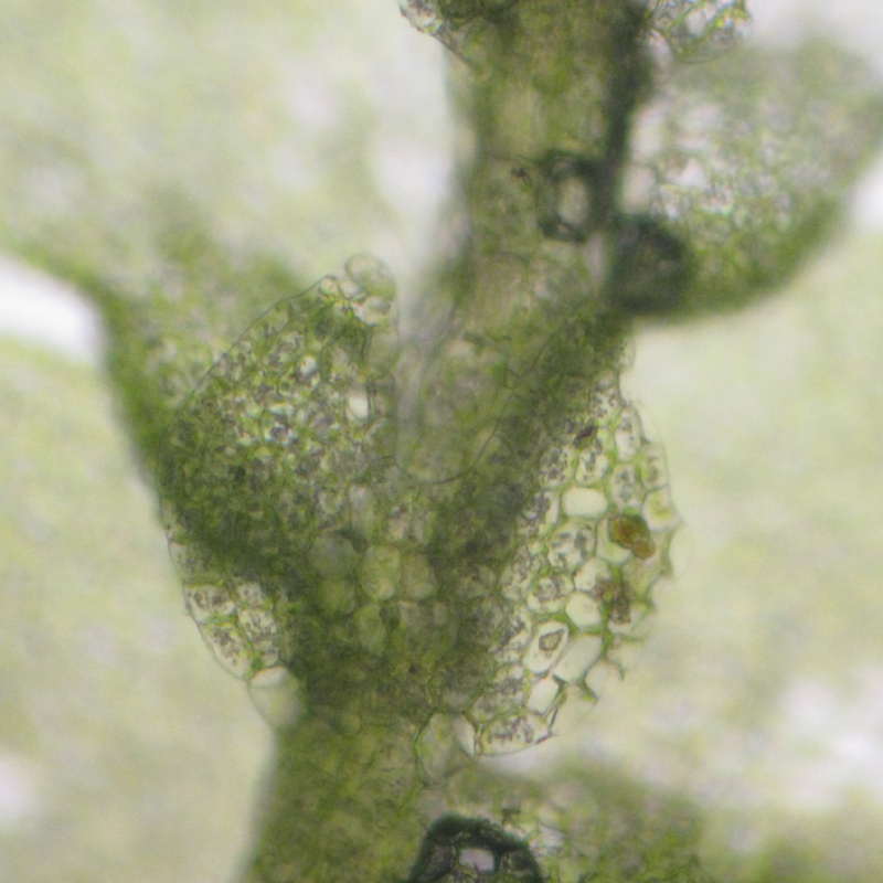 Lejeunea cavifolia